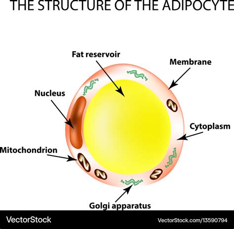 Fat Cell Diagram