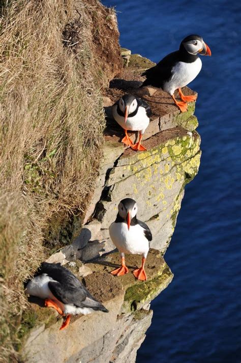 Puffins, Iceland stock photo. Image of fjord, beak, ocean - 19630756