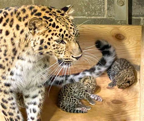 Two Endangered Amur Leopard Cubs Born at Saint Louis Zoo