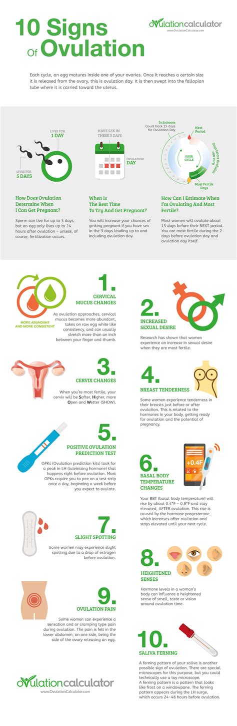 12 Ovulation Symptoms To Help You Get Pregnant