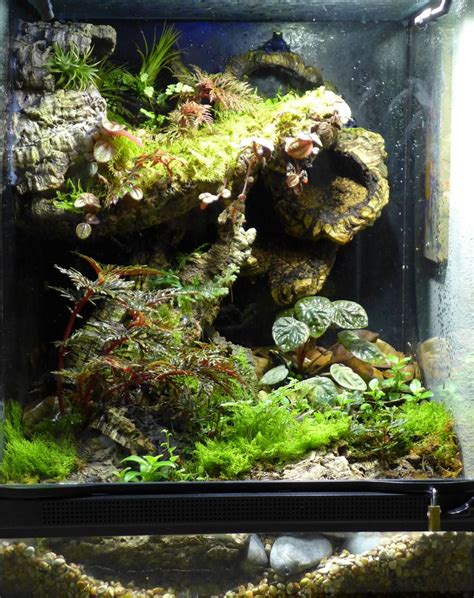 viv-sips-2014-01.P1020421 | Gecko vivarium, Gecko terrarium, Vivarium