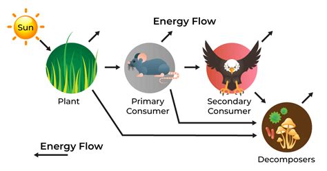 Ecosystem Cycle