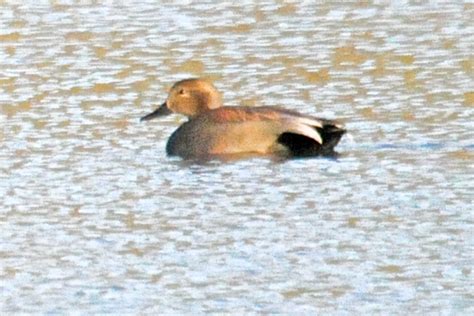 Gadwall Ducks | Wildlifewatcher's Blog