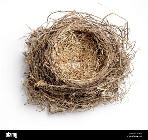 Empty birds nest hi-res stock photography and images - Alamy