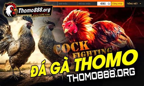 THOMO888 | Xem Đá Gà Trực Tiếp | Độc Quyền Đá Gà Thomo