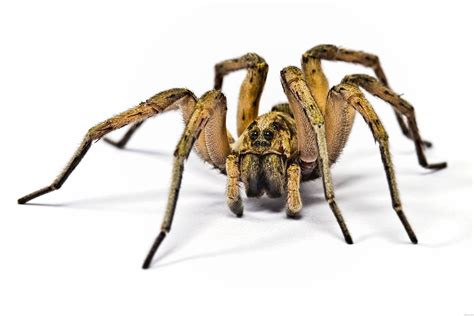 spider - Google Search | Spider, Wolf spider, Spider legs