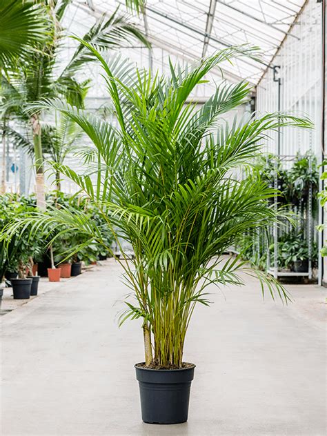 how to care for areca - Leafy Life - Care instructions & guides