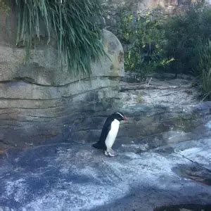 Fiordland Penguin - Facts, Diet, Habitat & Pictures on Animalia.bio