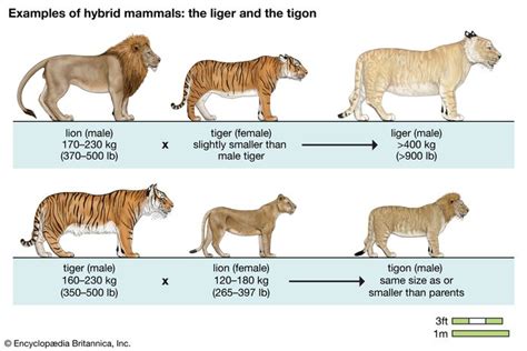 liger | Size & Facts | Britannica