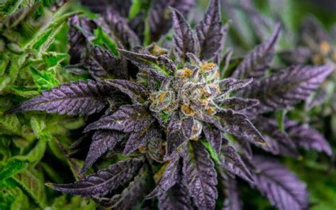 What’s the Deal with Purple Cannabis Strains? - News Reporter