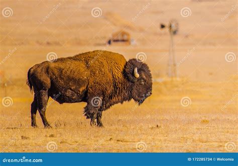 American Grassland Bison stock photo. Image of natural - 172285734