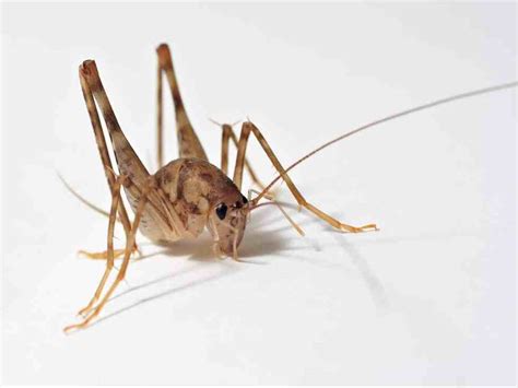 What is a Spricket? | Six Brothers Pest Control