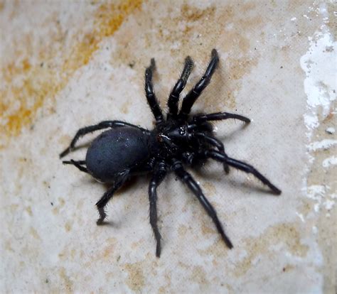 Beware! The 10 Most Venomous Spiders In Australia - First Styler