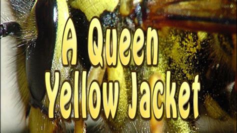 Yellow Jacket Wasp Queen