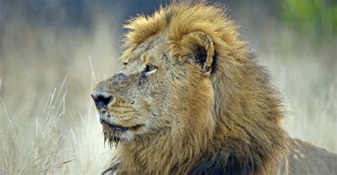 Lion Predators: What Eats Lions? - A-Z Animals