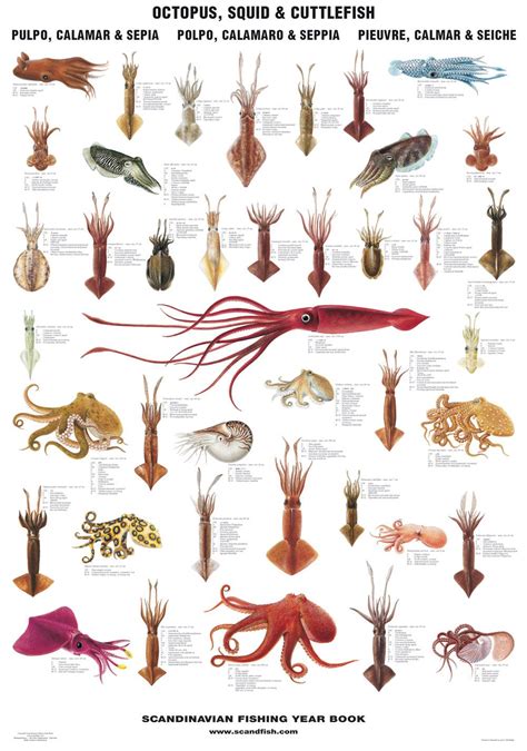 Octopus, Squid & Cuttlefish Poster / Blæksprutter | Ocean creatures ...