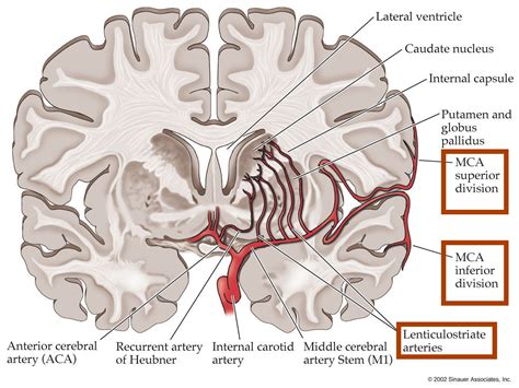 Related image | Arteries anatomy, Arteries, Anatomy