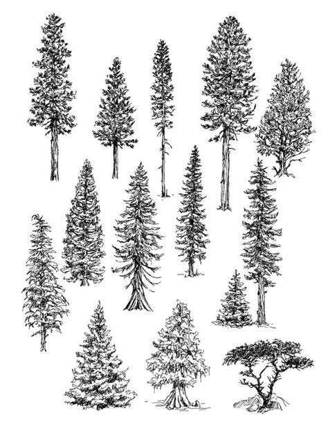 How to draw realistic trees with pen ink – Artofit