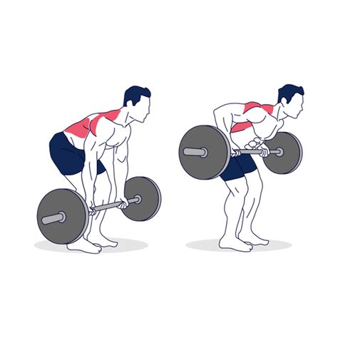 How to do Barbell Bent Over Rows Supinated Grip? – Simply Fitness