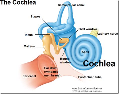 Hearing & Equilibrium