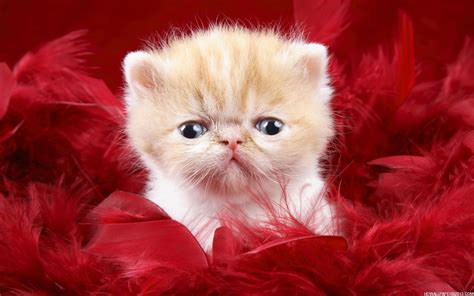 Cute Cat Wallpapers | High Definition Wallpapers, High Definition ...