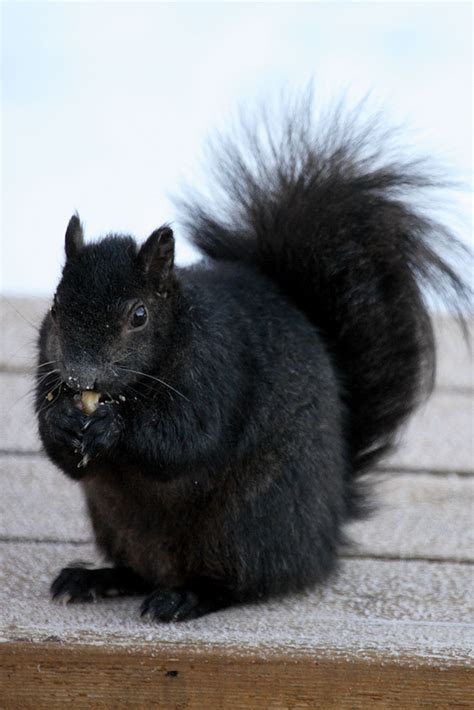 Mystery Solved: Scientists Have Figured Out Why Some Squirrels Are Black