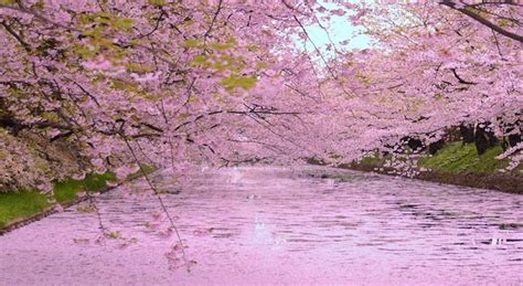 Japan's Top 100 Cherry Blossom Spots in Hokkaido and Tohoku Region