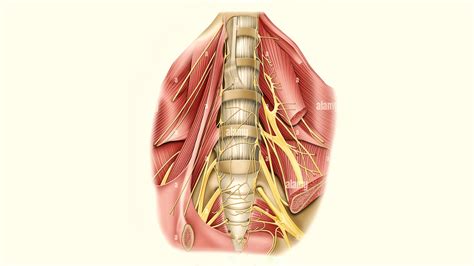 Sacral Plexus