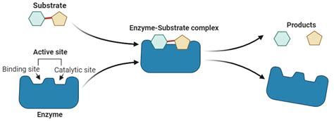 Mechanism of Enzyme Action