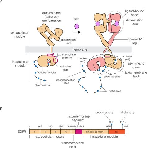 Egfr Protein Structure