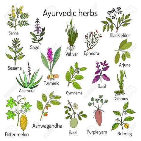 Ayurvedic Herbs in 2020 | Anti inflammatory herbs, Herbalism, Medicinal ...