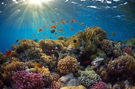 A colorful set of gorgonians on a diverse reef in the Caribbean Sea ...