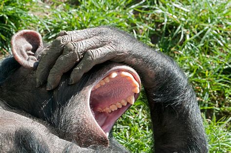 1,200+ Chimpanzee Laughing Stock Photos, Pictures & Royalty-Free Images ...