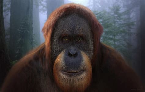 If Asmongold was an ape. : r/Trainwreckstv