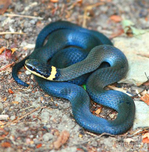 Northern Ringneck Snake Photograph by Marlana Holsten - Pixels