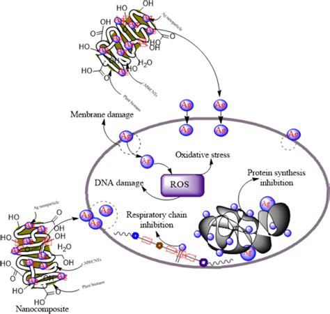 Cytotoxicity of silver nanoparticle-decorated nanocomposites | Download ...