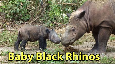 Baby Black Rhino - YouTube