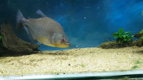 Piranha feeding - YouTube