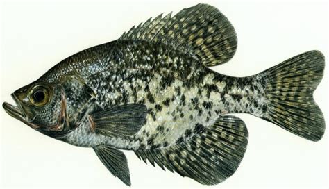 Black Crappie - Bighorn Canyon National Recreation Area (U.S. National ...