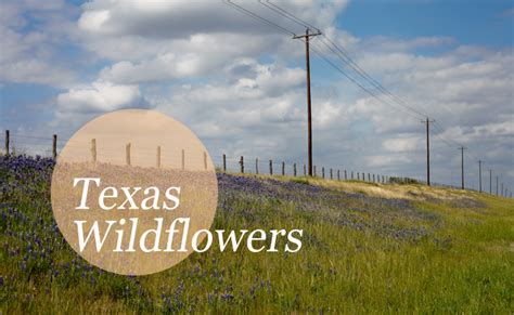 Beautiful World // Texas Wildflowers » Annabelle Needles // Move ...