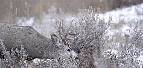 How wildlife in North Dakota make it through the winter