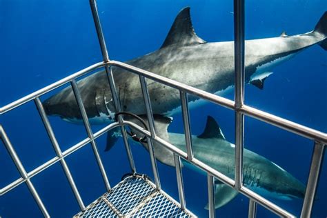 Shark Cage Diving in Oahu: 5 Best Tours + What to Expect - Shark Diving ...