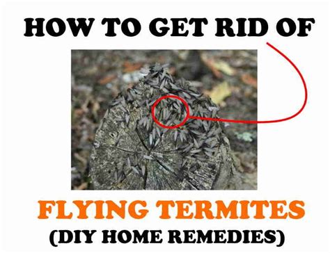 9 Ways to Get Rid of Flying Termites (Natural Home Remedies) | BugWiz