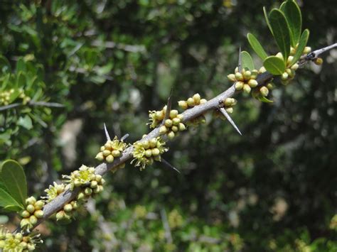 Sideroxylon spinosum - Biodiversité végétale du sud-ouest marocain