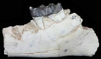 Titanothere Fossils For Sale - FossilEra.com