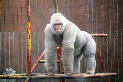 Albino gorilla | Albino animals, Albino gorilla, Animals