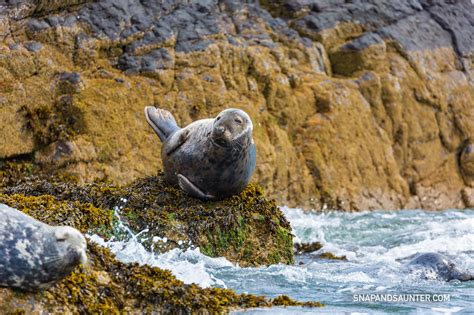 WHY YOU MUST VISIT THE FARNE ISLANDS, NORTHUMBERLAND | SNAP AND SAUNTER