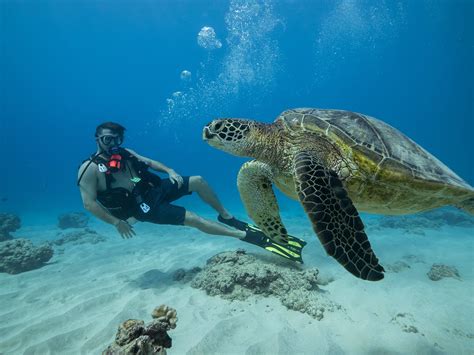 Dive Oahu, Гонолулу: лучшие советы перед посещением - Tripadvisor