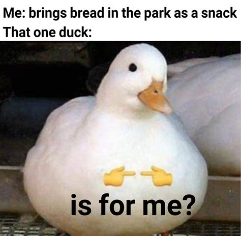 Yes duck, is for you : r/memes