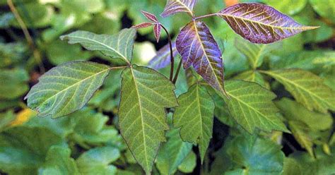 Poison Ivy: 5 things you should know